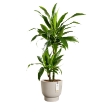 amber grail 30cm balanced beige